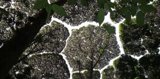 Crown shyness – când arborii #stauacasă